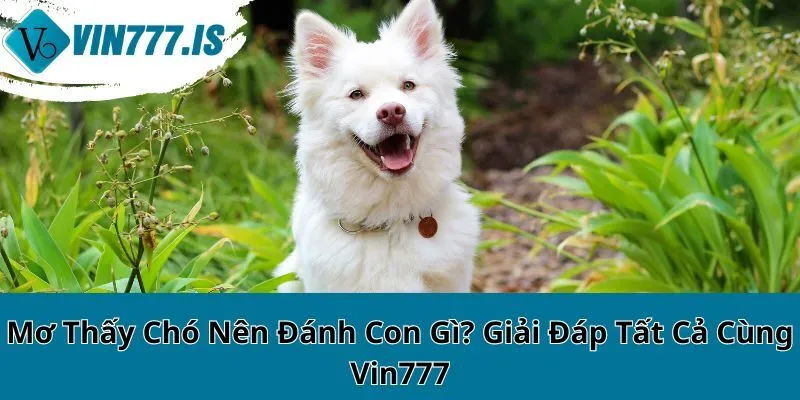 Mơ Thấy Chó Nên Đánh Con Gì? Giải Đáp Tất Cả Cùng Vin777