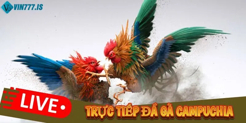 Tổng quan chung về trực tiếp đá gà Campuchia