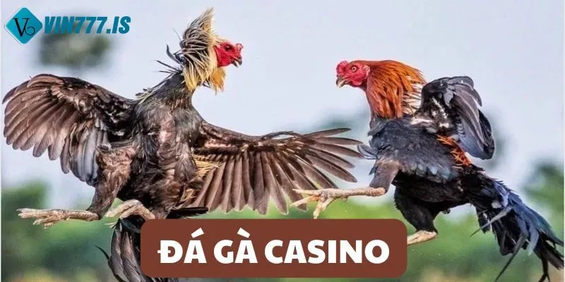 Đá gà casino sôi động, cuốn hút