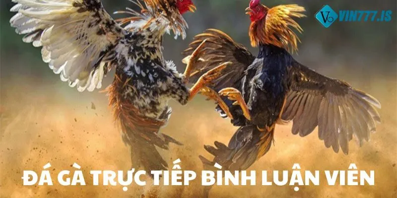 Đá gà trực tiếp bình luận viên đang thu hút được đông đảo người chơi tham gia